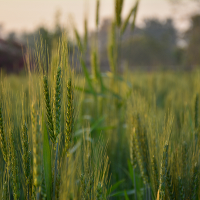 crops-on-field-1 crops-on-field-1