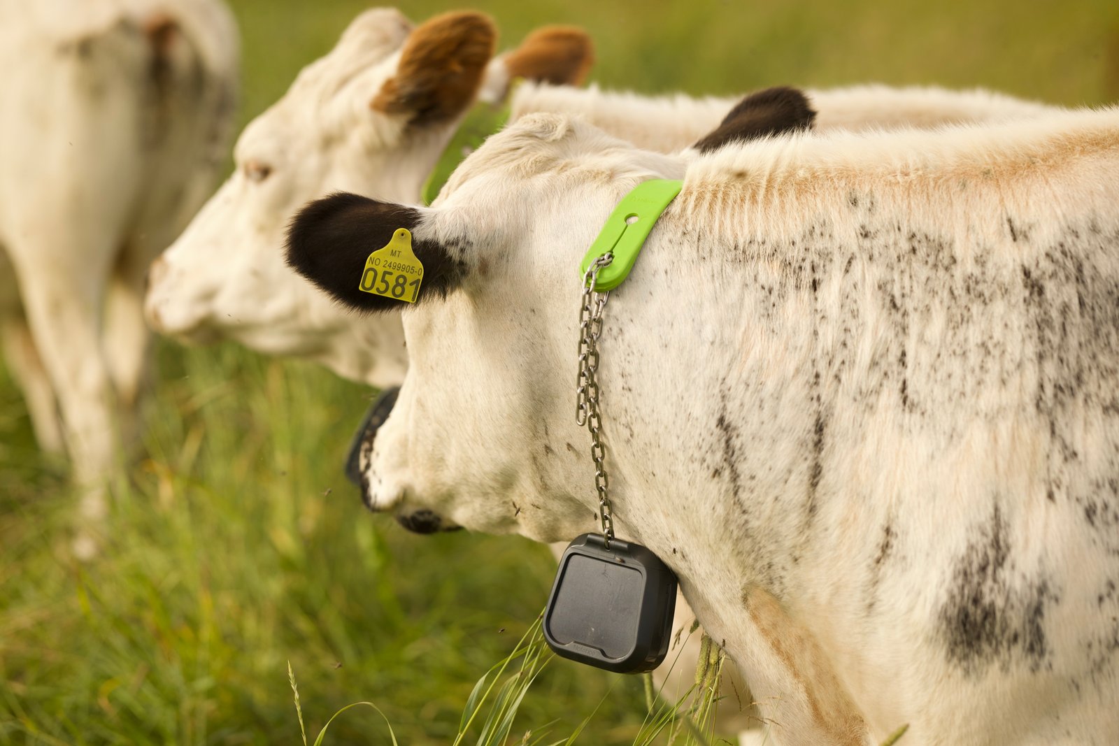 kossa med nofence halsband