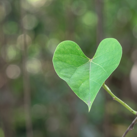 hjärtformat-löv
