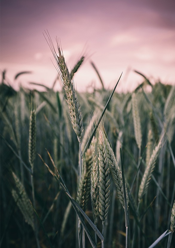 sadesfalt-gryning sadesfalt-gryning