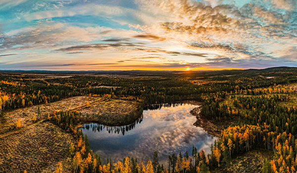 Norrland Skog